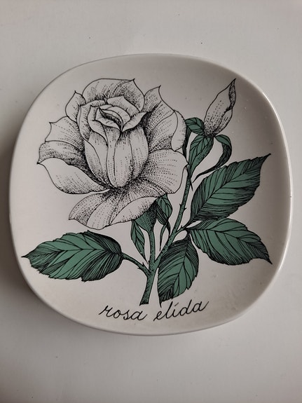 Arabia, Rosa Elida.