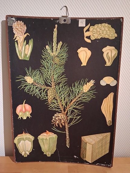 Ebba Masalin vanha kasvitaulu: mänty (60×80)