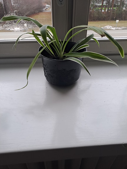 Nuori rönsylilja