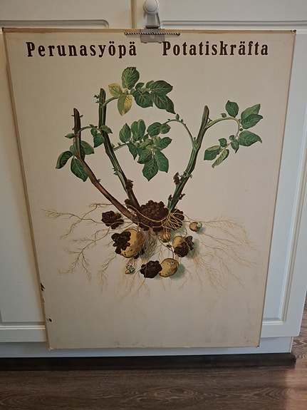Koulutaulu Perunasyöpä
