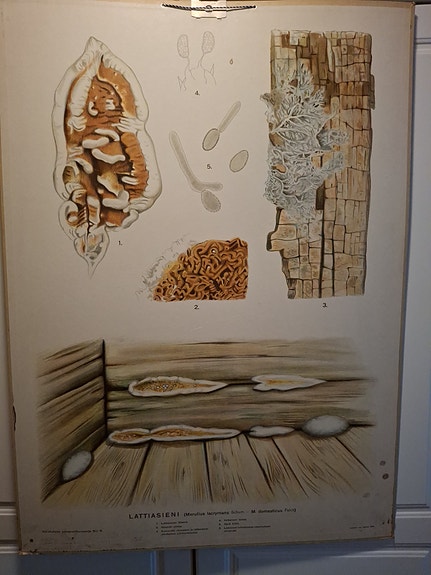 Koulutaulu lattiasieni