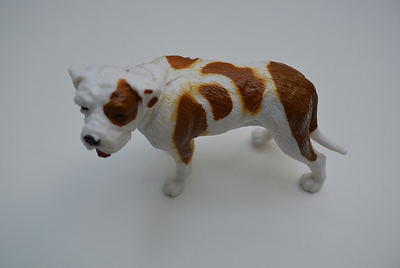 American Bulldog