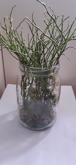 Riihimäen lasi, lasitölkki 2 l