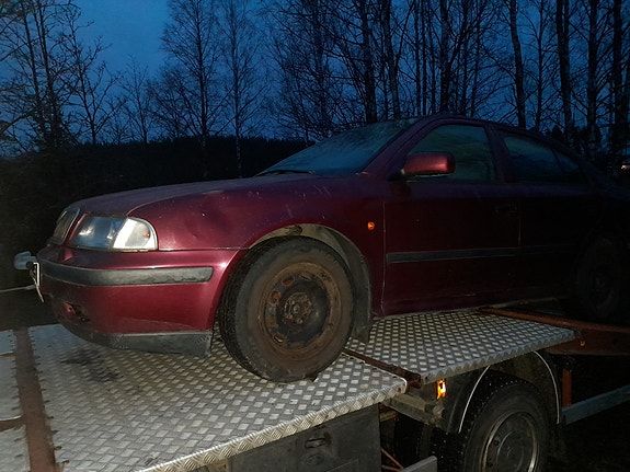 Osina Skoda Octavia