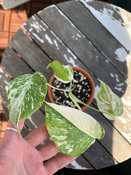 Monstera variegata