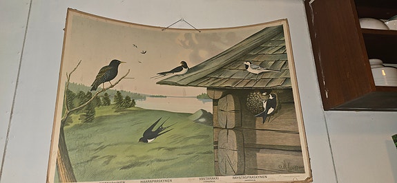 Koulutaulu linnut