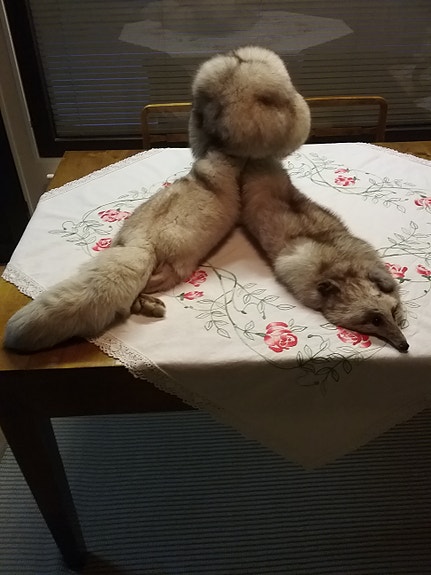 Sinikettu puuhka ja hattu kesähintaan