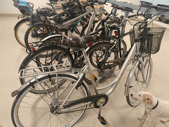Insera Classic Bike naisten kaupunkipyörä 7-vaihteinen