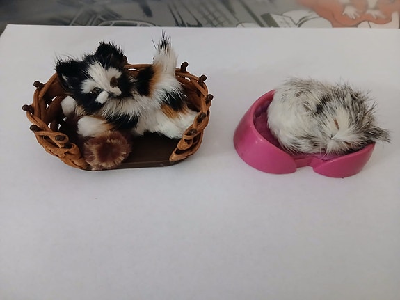 Fluffy cats