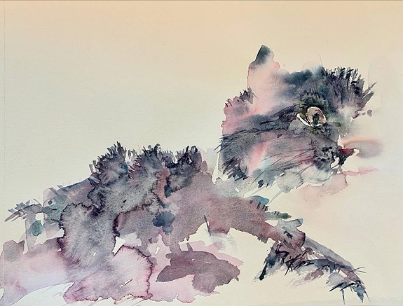 Kissa