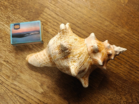 Simpukankuori  15 cm