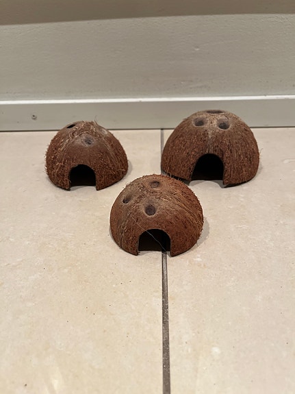 Terraario piilo kookos 7, 8 ja 10 cm