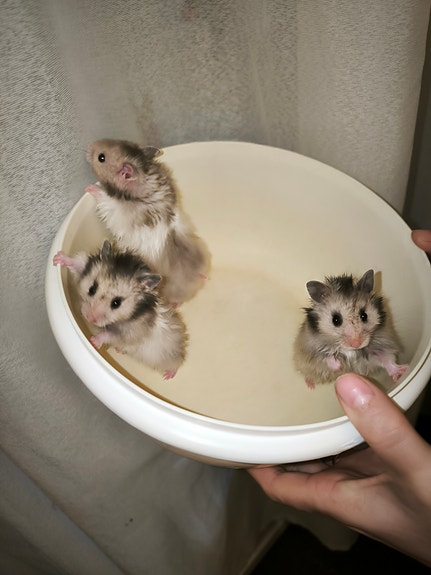 Hamsteri