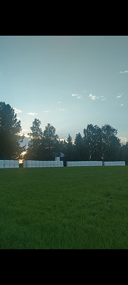 Kuivaa heinää