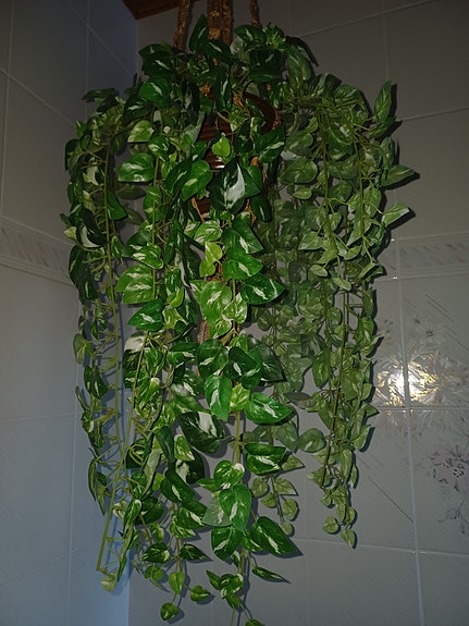 Silkkikukka