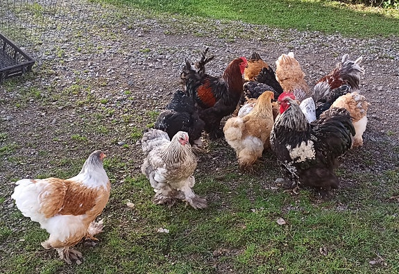 Product image 5 of 10