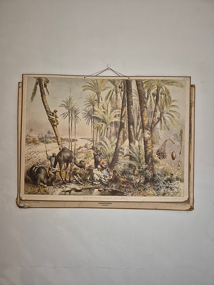 Vintage opetustaulu Taatelipalmu