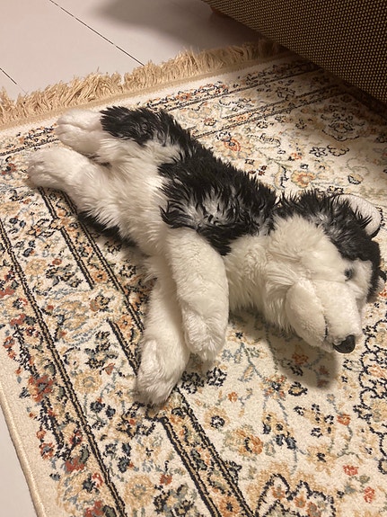 Husky pehmolelu