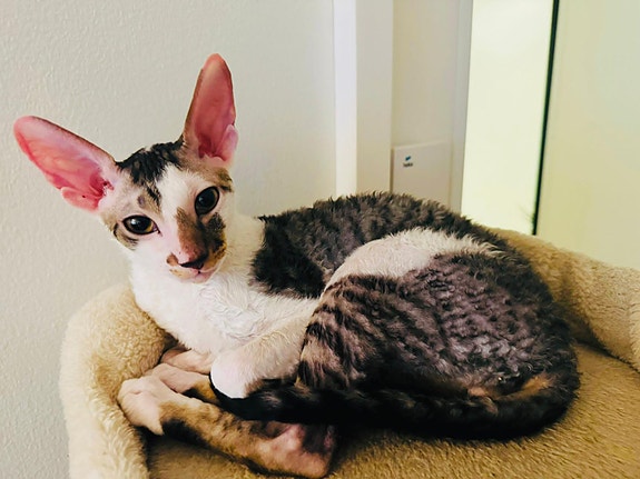 Product image 5 of 8