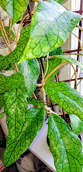 Hoya