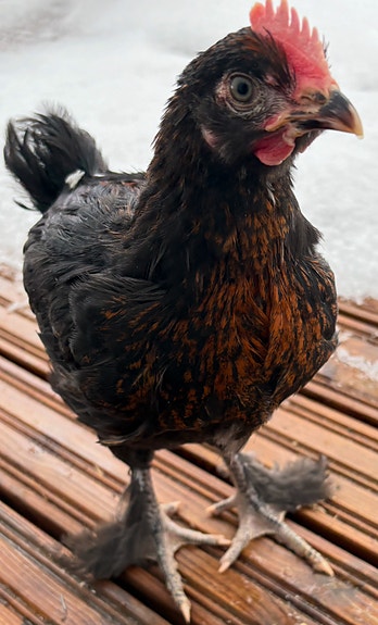 100 % puhdasta Marans-kukkoa erittäin tummasta munasta, 6 viikon ikäinen