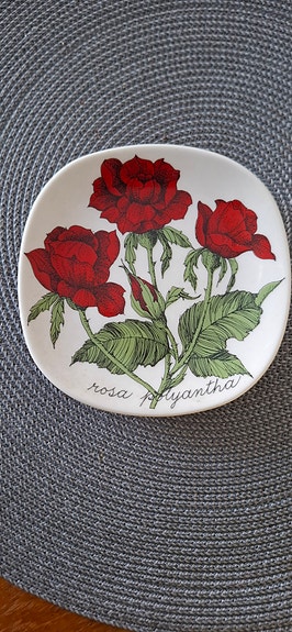 Arabia Botanica