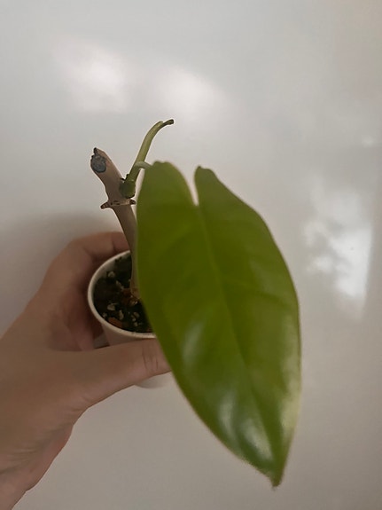 Philodendron Jose Buono