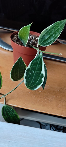 Hoya