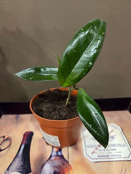 Posliinikukka (Hoya)