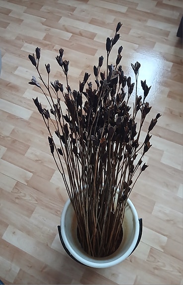 Kuivakukka asetelmiin siemenkotia