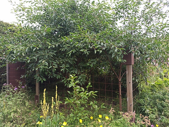 Koiratarha