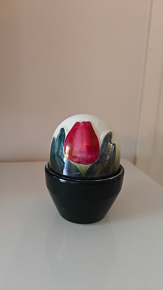 Arabia ikikukka tulppaani