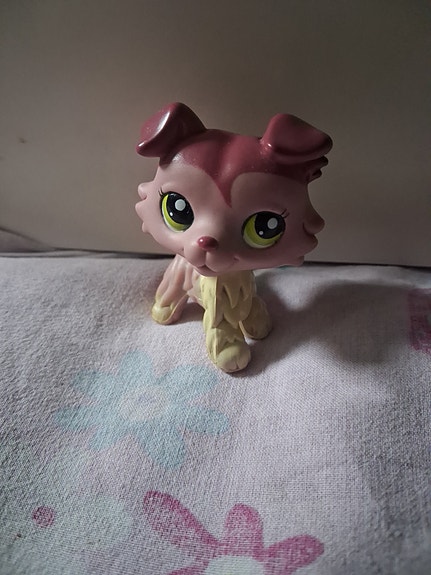 Lps Collie, aito