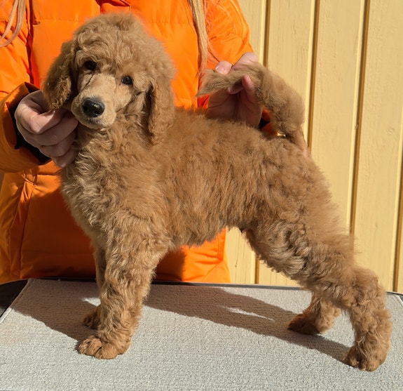 Product image 3 of 4