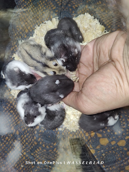 Product image 3 of 10