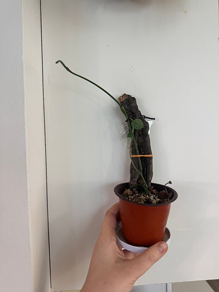 Monstera dubia