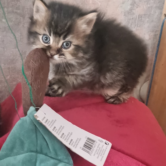 Product image 2 of 7