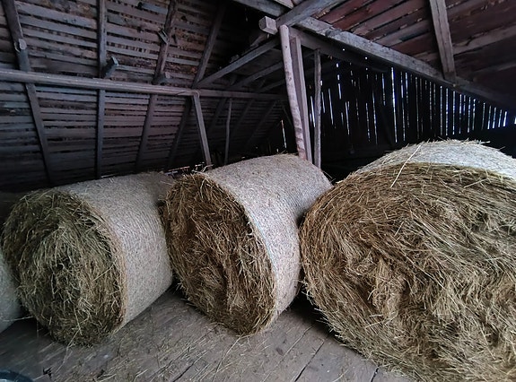 Kuivaa heinää.