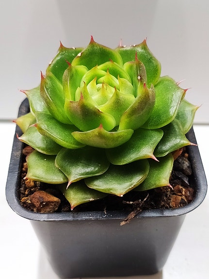 Echeveria-hybridi