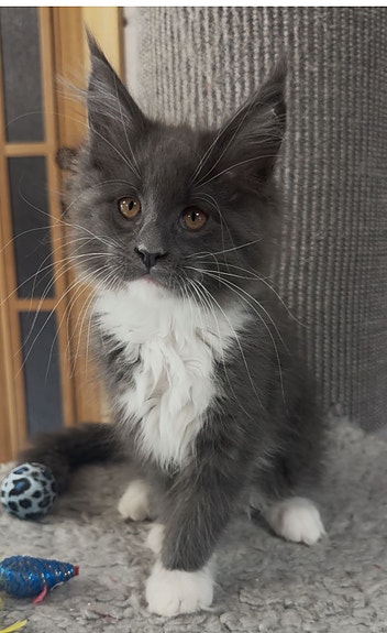 Product image 6 of 10