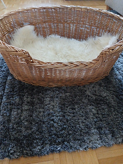 koiran peti