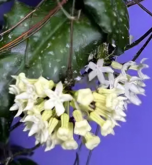 Hoya versteegii