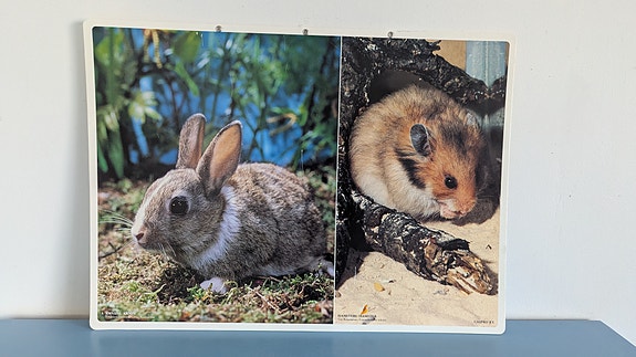 Opetustaulu - Kaniini ja Hamsteri (Caspro Ky)