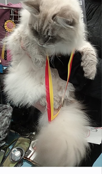 Product image 3 of 10