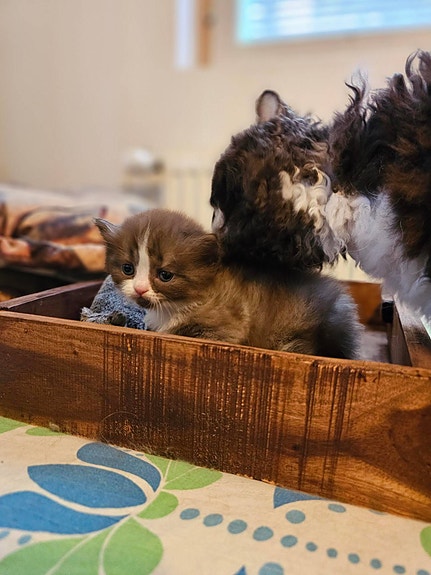 Product image 3 of 9