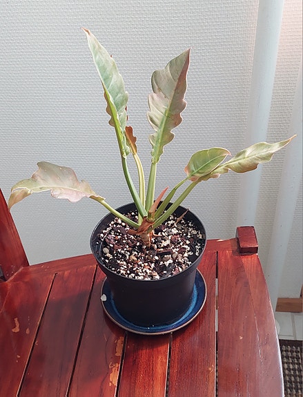 Philodendron ring of fire iso