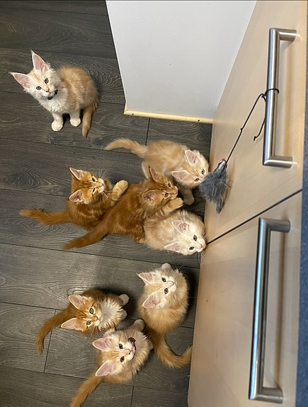 Product image 5 of 10