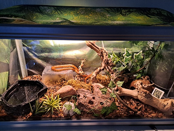 Myydään viljakäärme+terraario sekä tarvikkeet