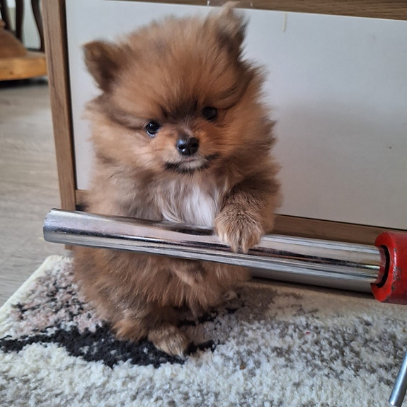 Product image 4 of 10