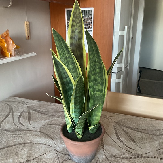 IKEA koristekasvi ruukussa